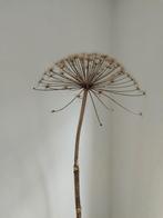 Gedroogde Engelwortel Bloem berenklauw, Ophalen, Gebruikt