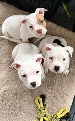 stevige amerikaanse pocket bully pups met stamboom ABKC, Dieren en Toebehoren, Overige rassen, 8 tot 15 weken, Meerdere, Meerdere dieren