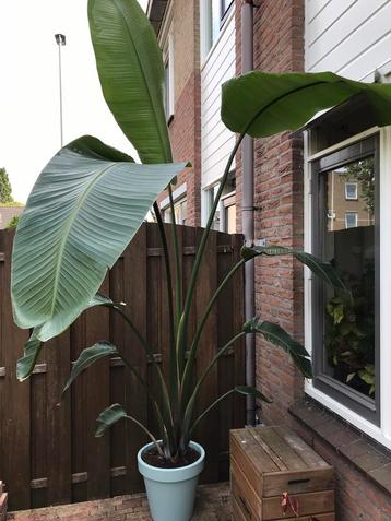 Grote kamerplant (palm) in pot beschikbaar voor biedingen