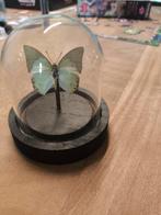 Opgezette vlinder, Verzamelen, Dierenverzamelingen, Ophalen of Verzenden, Zo goed als nieuw, Insect, Opgezet dier