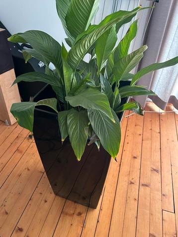 2 x Lechuza plantenbak met plant ( Lepelplant )  beschikbaar voor biedingen