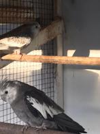 Valkparkiet, Dieren en Toebehoren, Meerdere dieren, Parkiet