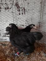 Te koop Orpington zwart, Sussex en australorp groot Hennen, Dieren en Toebehoren, Vrouwelijk, Kip