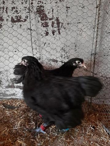 Te koop Orpington zwart, Sussex en australorp groot Hennen  beschikbaar voor biedingen