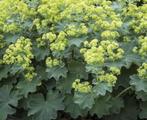 Vrouwenmantel of Alchemilla mollis, Tuin en Terras, Ophalen, Bodembedekkers, Volle zon, Vaste plant