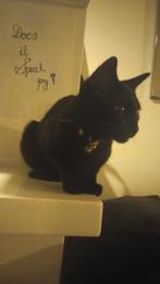 Zwarte poes te koop, Dieren en Toebehoren, Katten en Kittens | Overige Katten, Poes, Kortharig, 0 tot 2 jaar