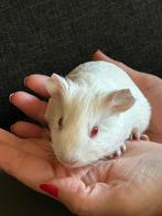 Jong cavia beertje, Dieren en Toebehoren, Knaagdieren, Augustus, Mannelijk, Cavia