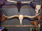 Buffel schedel - Ram schedels - Longhoorn - Dieren schedels, Cave & Garden, Verzenden, Nieuw, Kouwe Hoek 1B, Waddinxveen