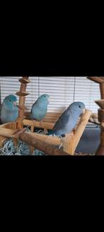 3 Mus papegaaien met toebehoren, Meerdere dieren, Papegaai, Geringd