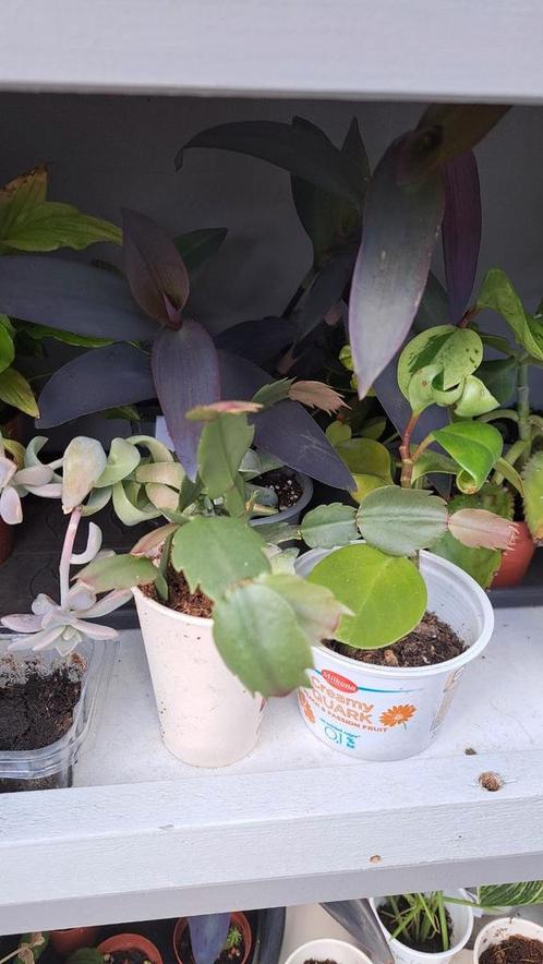 Lidcactus - diverse stuks, Huis en Inrichting, Kamerplanten, Overige soorten, Minder dan 100 cm, Ophalen