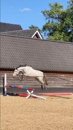 Super knappe 4 jarige merrie v For Treasure x Hamilton, Dieren en Toebehoren, Paarden, Merrie, Springpaard, Gechipt, Zadelmak