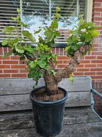 Druif op oude flinke stam - Vitis Vinifera, Ophalen of Verzenden, Overige soorten, Minder dan 100 cm