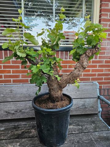 Druif op oude flinke stam - Vitis Vinifera beschikbaar voor biedingen