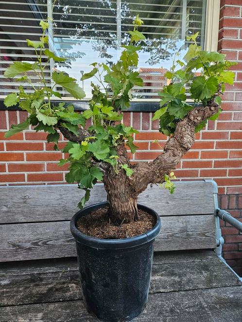 Druif op oude flinke stam - Vitis Vinifera, Tuin en Terras, Planten | Bomen, Overige soorten, Minder dan 100 cm, Ophalen of Verzenden