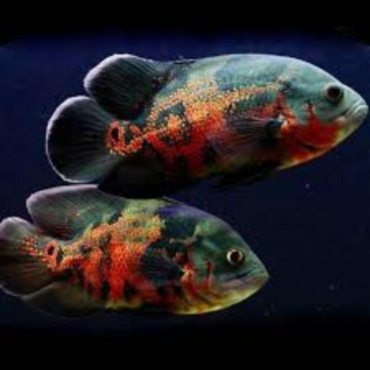 Gezocht: Pauwoogcichlide halfwas of volwassen, Dieren en Toebehoren, Vissen | Aquariumvissen, Zoetwatervis, Vis