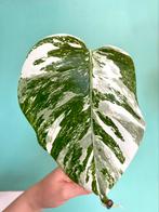 Topkwaliteit, witte Monstera Albo Variegata stek / mint, Ophalen, Overige soorten, Minder dan 100 cm