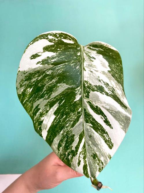 Topkwaliteit, witte Monstera Albo Variegata stek / mint, Huis en Inrichting, Kamerplanten, Overige soorten, Minder dan 100 cm
