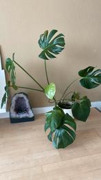Monstera plant, Huis en Inrichting, Kamerplanten, Ophalen of Verzenden, Halfschaduw, Minder dan 100 cm