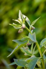 BIOLOGISCH Russische smeerwortel ‘Bocking 14′, Tuin en Terras, Ophalen, Vaste plant, Volle zon