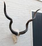 Grote schedel KUDU ANTILOPE - met kiezen - ref. D (gewei), Ophalen of Verzenden, Gebruikt, Wild dier, Gewei of Kop