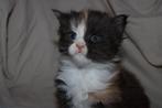 1 lieve maine coon kitten, Dieren en Toebehoren, Katten en Kittens | Overige Katten, Meerdere dieren