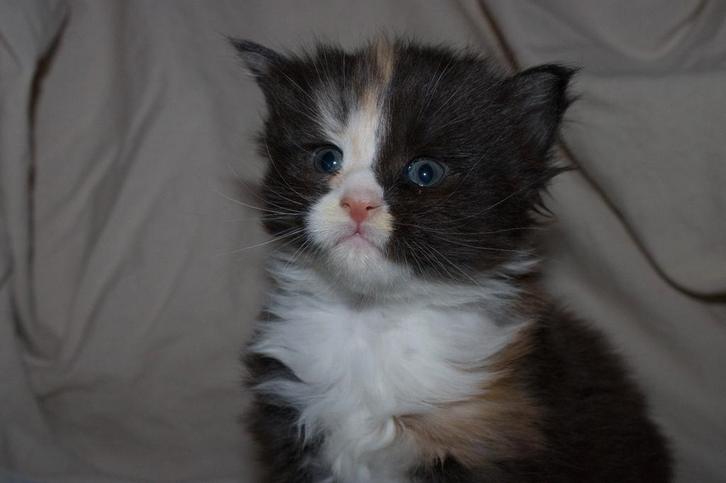 1 lieve maine coon kitten, Dieren en Toebehoren, Katten en Kittens | Overige Katten, Meerdere dieren