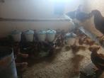 Leg kippen te koop  Isa Brown, Dieren en Toebehoren, Vrouwelijk, Kip