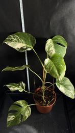 Monstera Deliciosa Variegata Albo Kamerplant, Huis en Inrichting, Kamerplanten, Ophalen of Verzenden, Overige soorten, Minder dan 100 cm