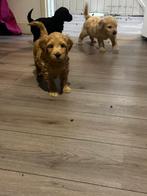 Australian labradoodel, Ophalen of Verzenden, Zo goed als nieuw, Honden