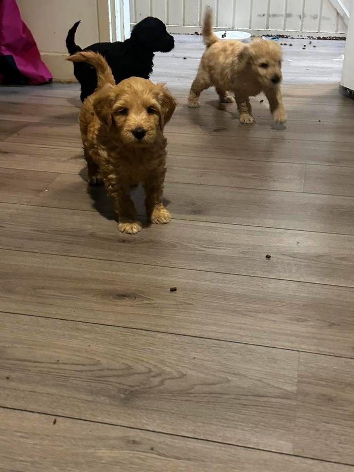 Australian labradoodel, Boeken, Dieren en Huisdieren, Zo goed als nieuw, Honden, Ophalen of Verzenden