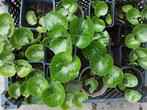 Asarum mansoor, Zomer, Ophalen of Verzenden