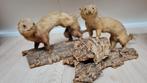 2x taxidermie wezel/hermelijn, Ophalen of Verzenden, Gebruikt, Opgezet dier