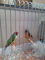 Tekoop koppel gouldamadine, Dieren en Toebehoren, Vogels | Overige Vogels, Meerdere dieren