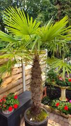 Trachycarpus fortunei grote palm, stamhoogte 130 cm, Volle zon, Vaste plant, Zomer, Ophalen