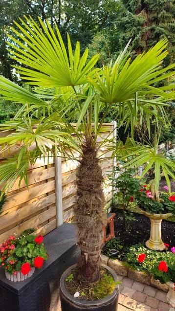 Trachycarpus fortunei grote palm, stamhoogte 130 cm beschikbaar voor biedingen