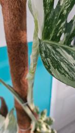 Zeldzame Monstera ' Variegata', Huis en Inrichting, Kamerplanten, Ophalen, Halfschaduw, Minder dan 100 cm