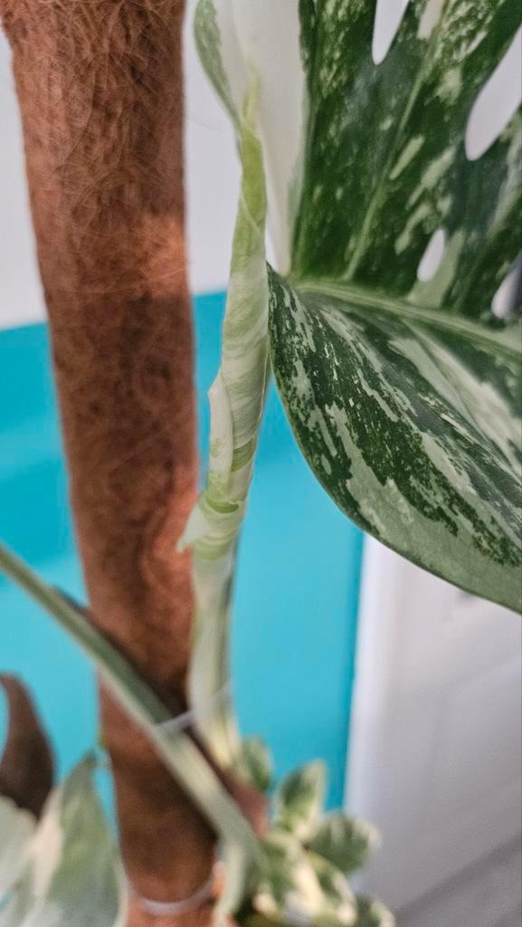 Zeldzame Monstera ' Variegata', Huis en Inrichting, Kamerplanten, Minder dan 100 cm, Halfschaduw, Ophalen