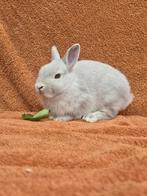 Gecastreerd kleurdwerg rammetje jong grijs klein lief knuffe, Dieren en Toebehoren, Konijnen, Mannelijk, Dwerg, 0 tot 2 jaar