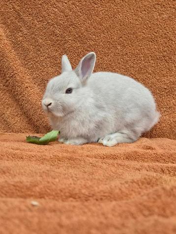 Gecastreerd kleurdwerg rammetje jong grijs klein lief knuffe beschikbaar voor biedingen