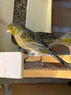 Vogels 15 stuk, Dieren en Toebehoren, Vogels | Kanaries, Meerdere dieren, Kleurkanarie