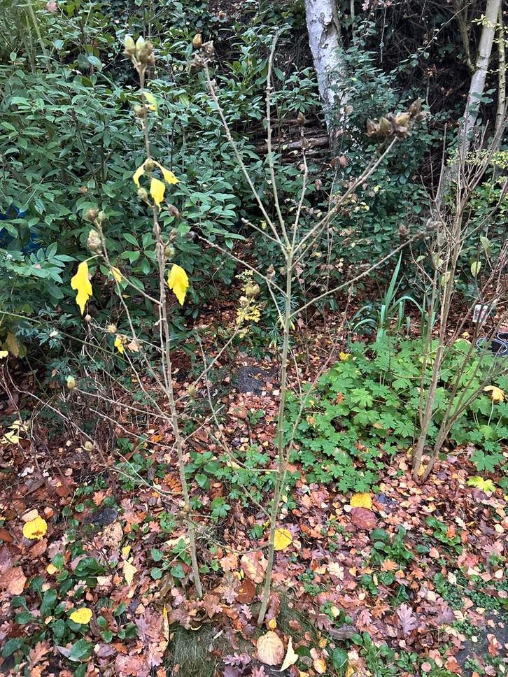 Struiken, plantsoen tuinplanten, Tuin en Terras, Planten | Tuinplanten, Vaste plant, Overige soorten, Halfschaduw, Ophalen