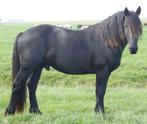 Oud type Friese hengst 3 jaar, Dieren en Toebehoren, Paarden, Minder dan 160 cm, Hengst, 3 tot 6 jaar, Gechipt