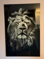 Glasschilderij Leeuw 150cm x 100cm, Ophalen