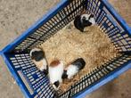 Te mooie jonge cavia's, Dieren en Toebehoren, Juni