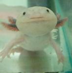 Twee axolotl met aquarium, Dieren en Toebehoren, Vissen | Aquaria en Toebehoren, Ophalen, Leeg aquarium