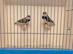 Verschillende Koppels Diamantvinken, Meerdere dieren, Tropenvogel