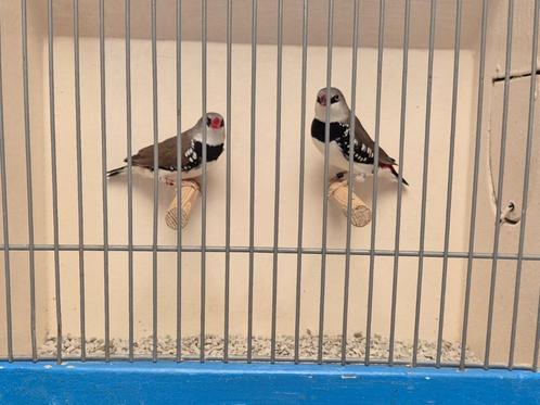 Verschillende Koppels Diamantvinken, Dieren en Toebehoren, Vogels | Overige Vogels, Tropenvogel, Meerdere dieren