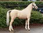 Extra bewegende 3 jarige Welsh palomino ruin, Merrie, 3 tot 6 jaar, C pony (1.27m tot 1.37m), Onbeleerd
