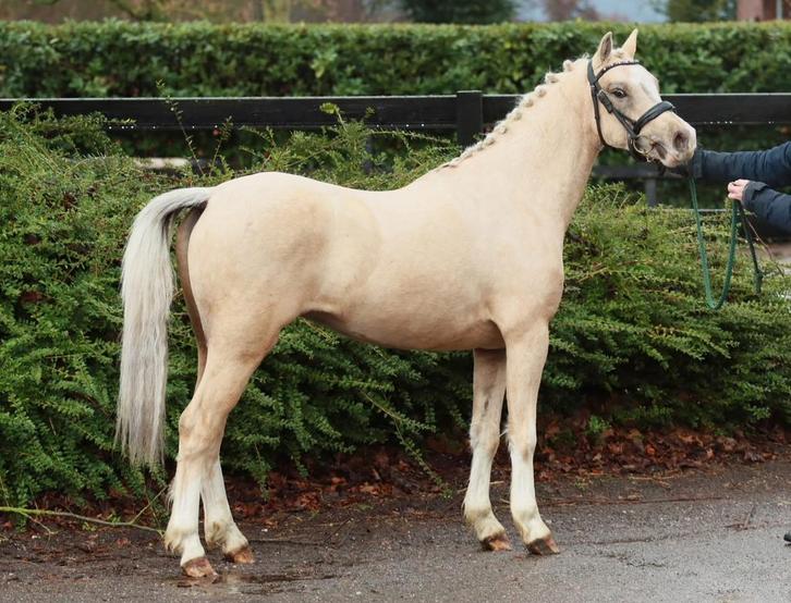 Extra bewegende 3 jarige Welsh palomino ruin, Dieren en Toebehoren, Pony's, Merrie, Onbeleerd, C pony (1.27m tot 1.37m), 3 tot 6 jaar