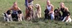 Labradoodle pups beschikbaar, CDV (hondenziekte), 8 tot 15 weken, Meerdere, Meerdere dieren
